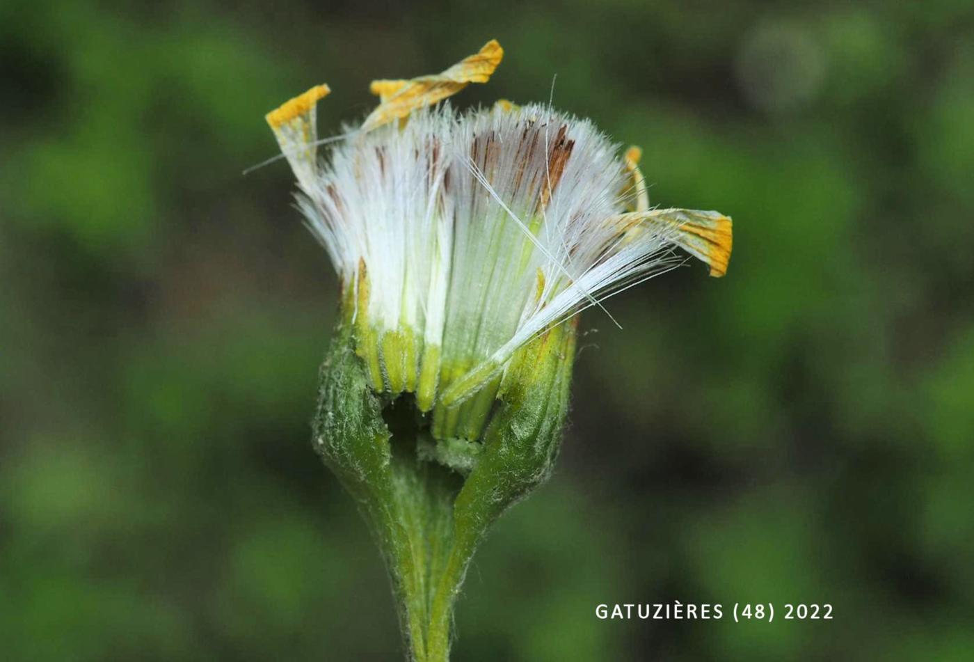 Ragwort, [Greek] fruit